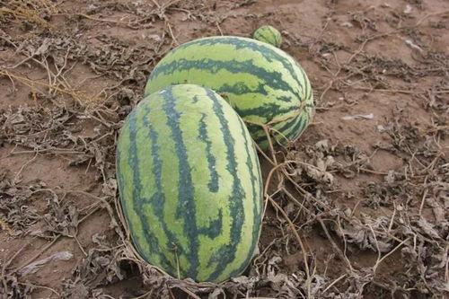 吃瓜小侯,揭秘娱乐圈幕后故事