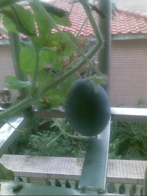 商场阳台吃瓜事件