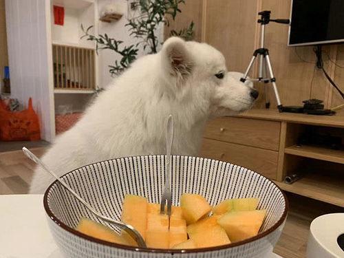 萨摩耶可以吃蜜瓜,揭秘蜜瓜的美食之旅