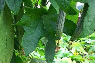 覆水瓜要怎么吃