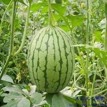 梦见吃梨瓜,揭秘吃梨瓜的神秘寓意