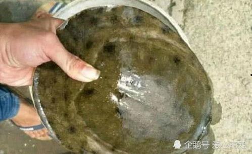 呆瓜兄弟吃甲鱼,呆瓜兄弟的甲鱼美食之旅