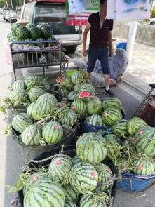 鄂州父母吃瓜事件,一场引发社会热议的家庭纠纷