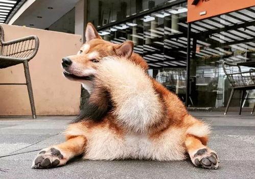 吃瓜黑柴作品,揭秘娱乐圈背后的秘密与真相