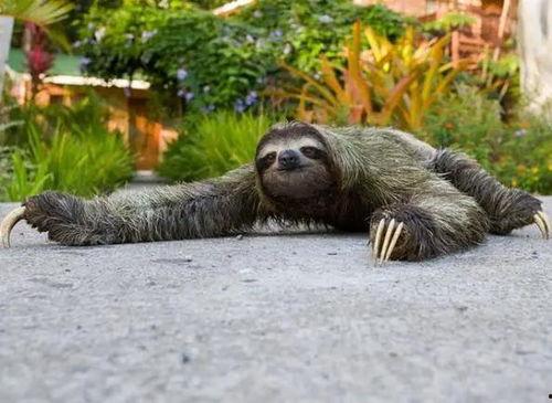 动物吃瓜神器视频,揭秘它们的“瓜神器”技巧