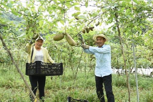 桐梓吃瓜,揭秘当地特色美食背后的故事