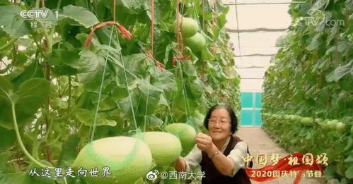 陶小子在地里吃瓜,夏日田园生活画卷