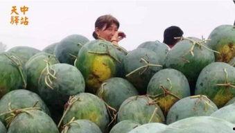 沭阳街头吃瓜现场,全民围观趣味十足