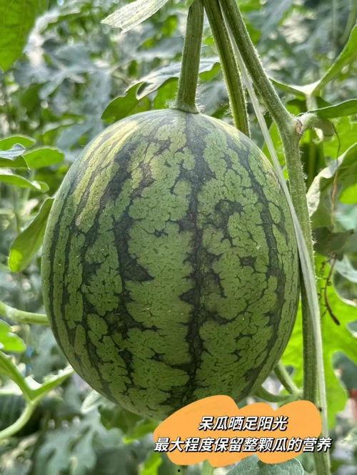 吃瓜最好的瓜,吃瓜群众的最佳瓜源指南