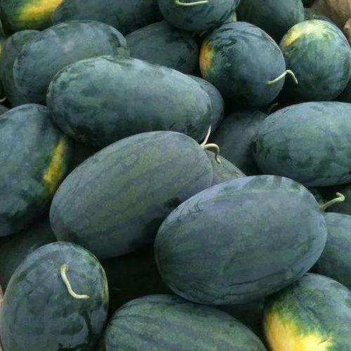 吃瓜编号,一场全民参与的趣味盛宴