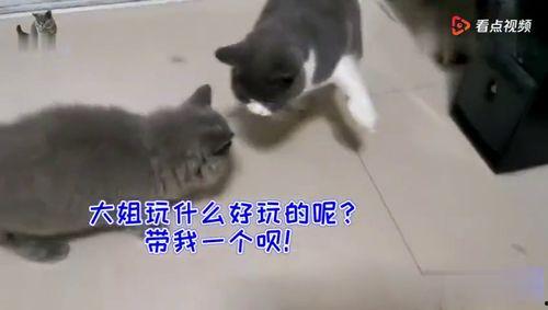 胖公猫吃瓜群众,胖公猫的瓜田奇遇记