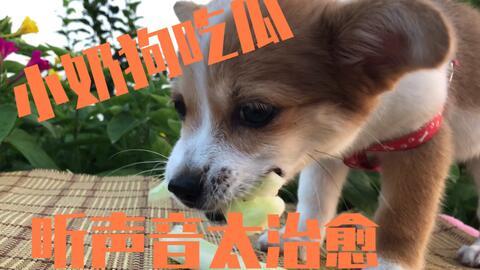 为狗狗吃瓜,狗狗的甜蜜瓜果时光